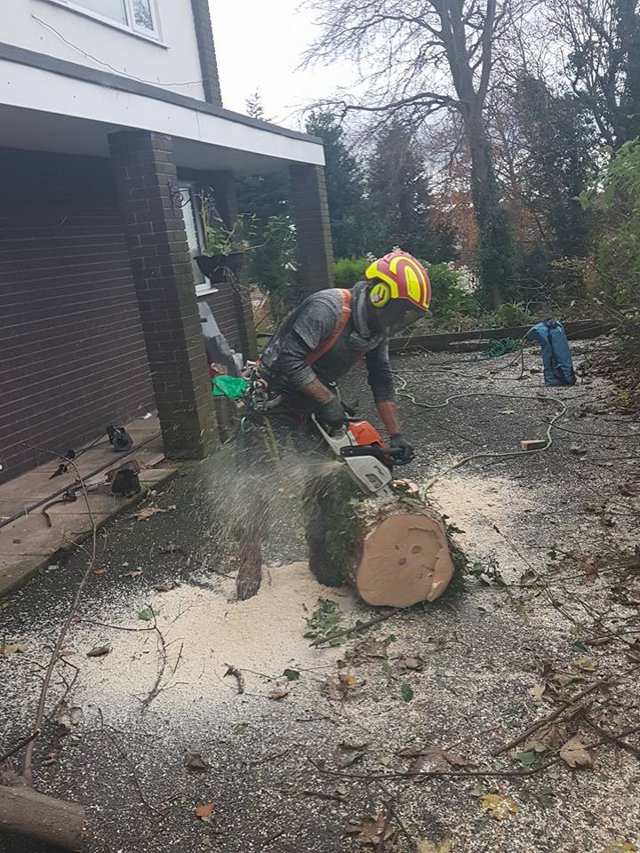 Tree removal, Oxton
