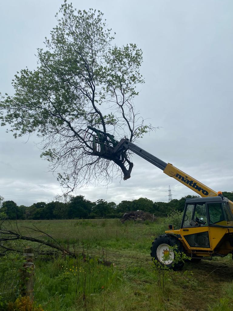 Tree care services Wirral