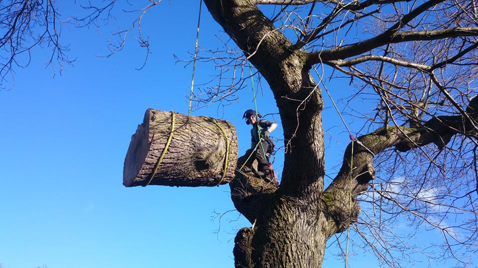 Tree pruning, Heswall