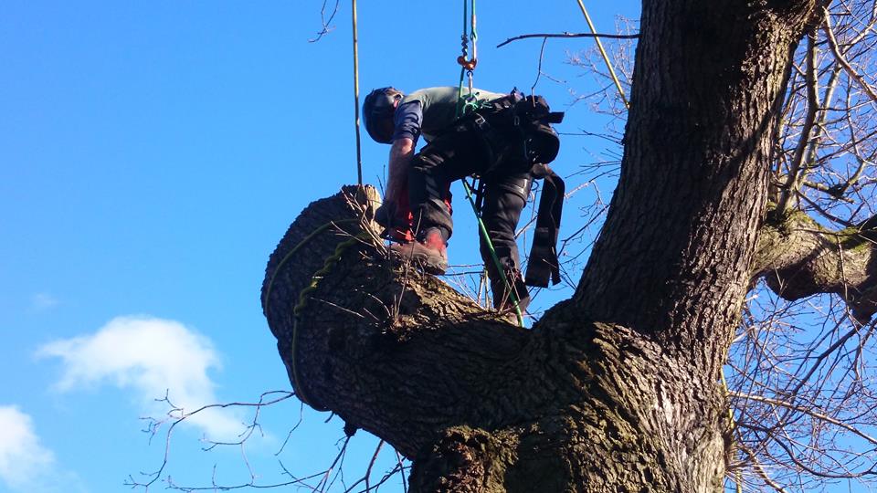 Tree pruning services in Wirral