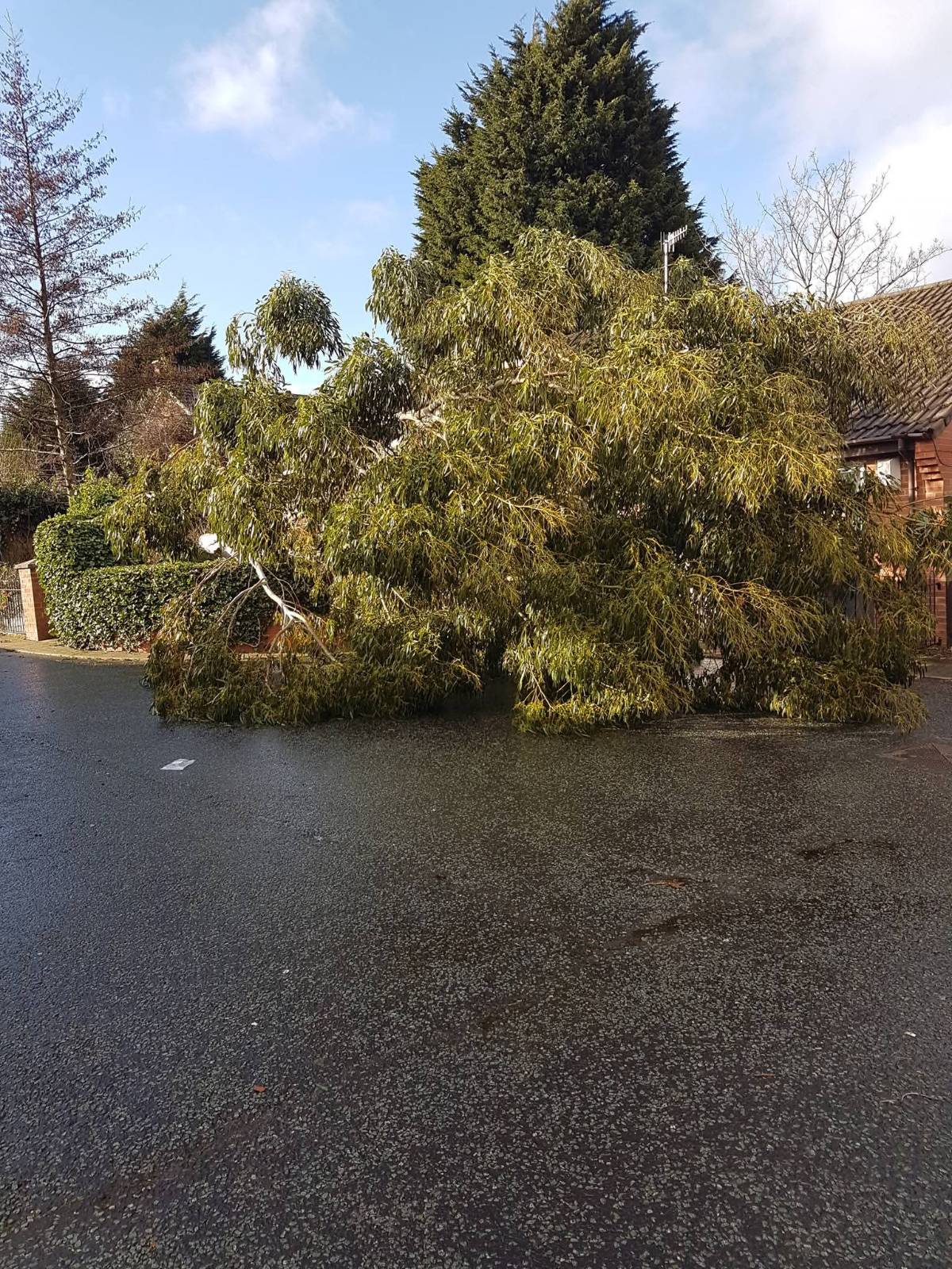Wind-blown tree removal
