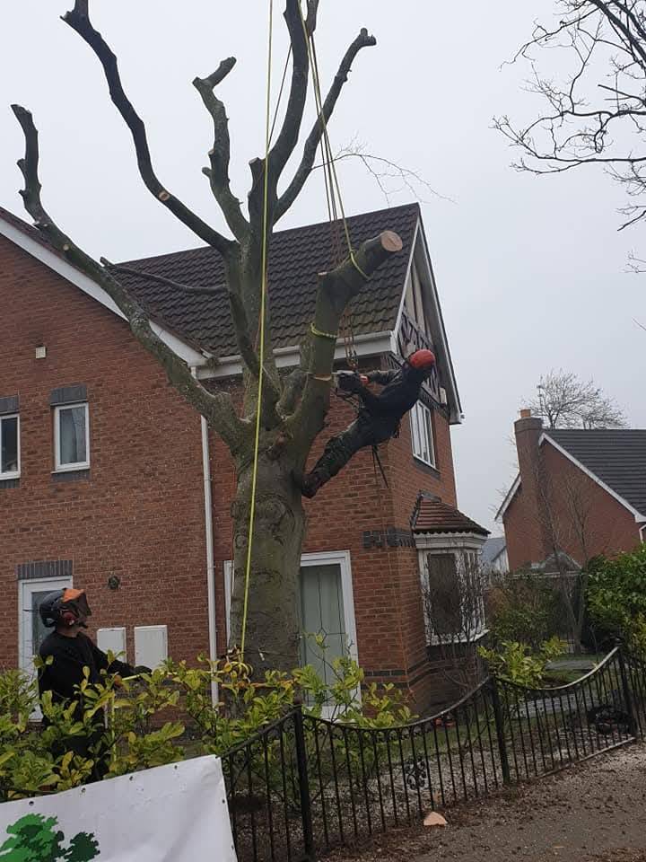 Tree felling services in Wirral