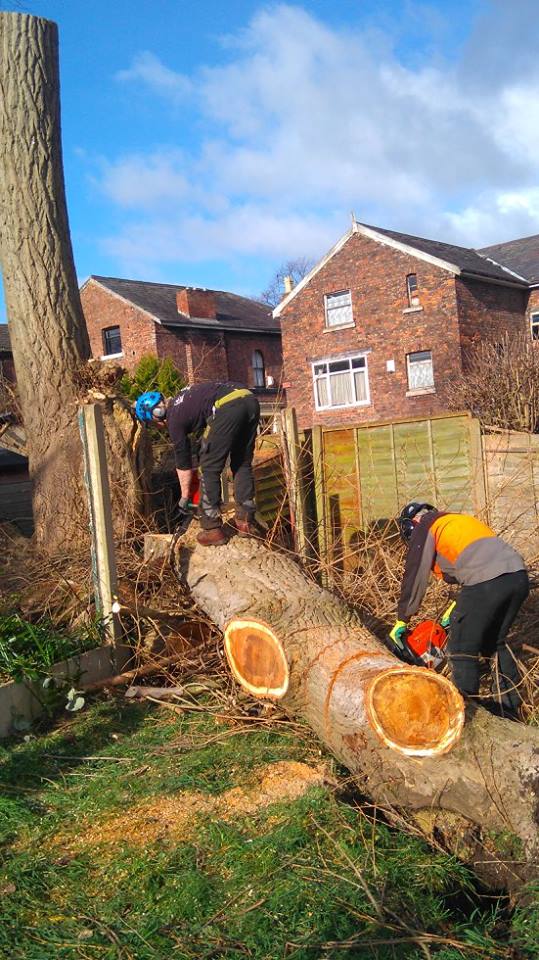 Emergency tree surgeon in Wirral